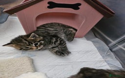 European cats for sale: 4 beautiful kittens looking for the New 🤎 home  - Image 17