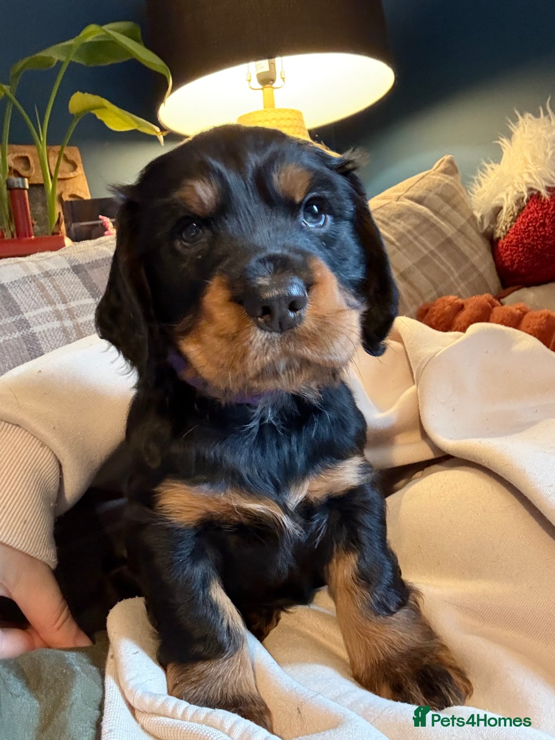 Cocker Spaniel dogs for sale:  Cocker Spaniel pup bitch for sale - Advert 1