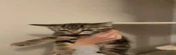 Mixed Breed cats for sale: Female kittens  - Advert 3