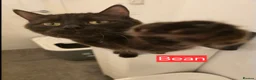 British Longhair cats for sale: Urgent Rehoming  - Advert 1