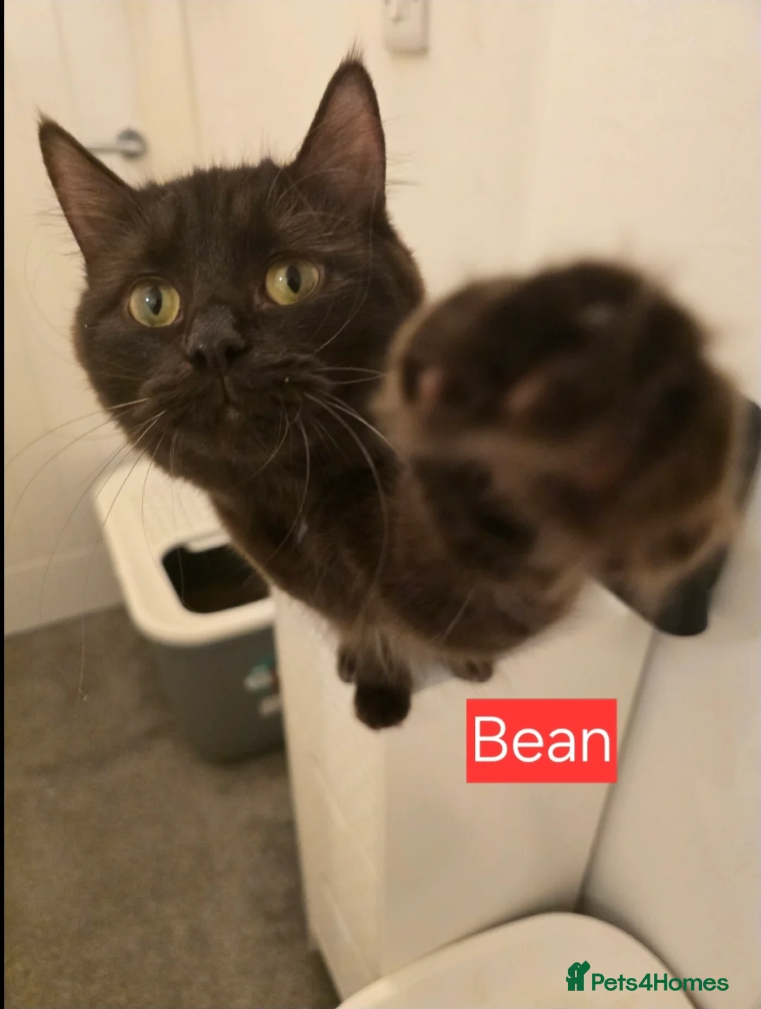 British Longhair cats for sale: Urgent Rehoming  - Advert 1