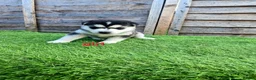 Siberian Husky dogs for sale: 6 siberian husky puppies  - Advert 6