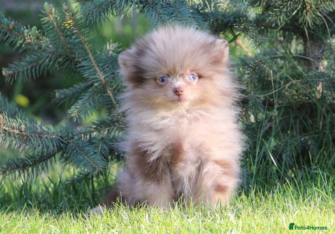 Pomeranian dogs for stud: STUD Chocolate and Tan Merle Blue Eyes Puppy Size in Guildford - Advert 15