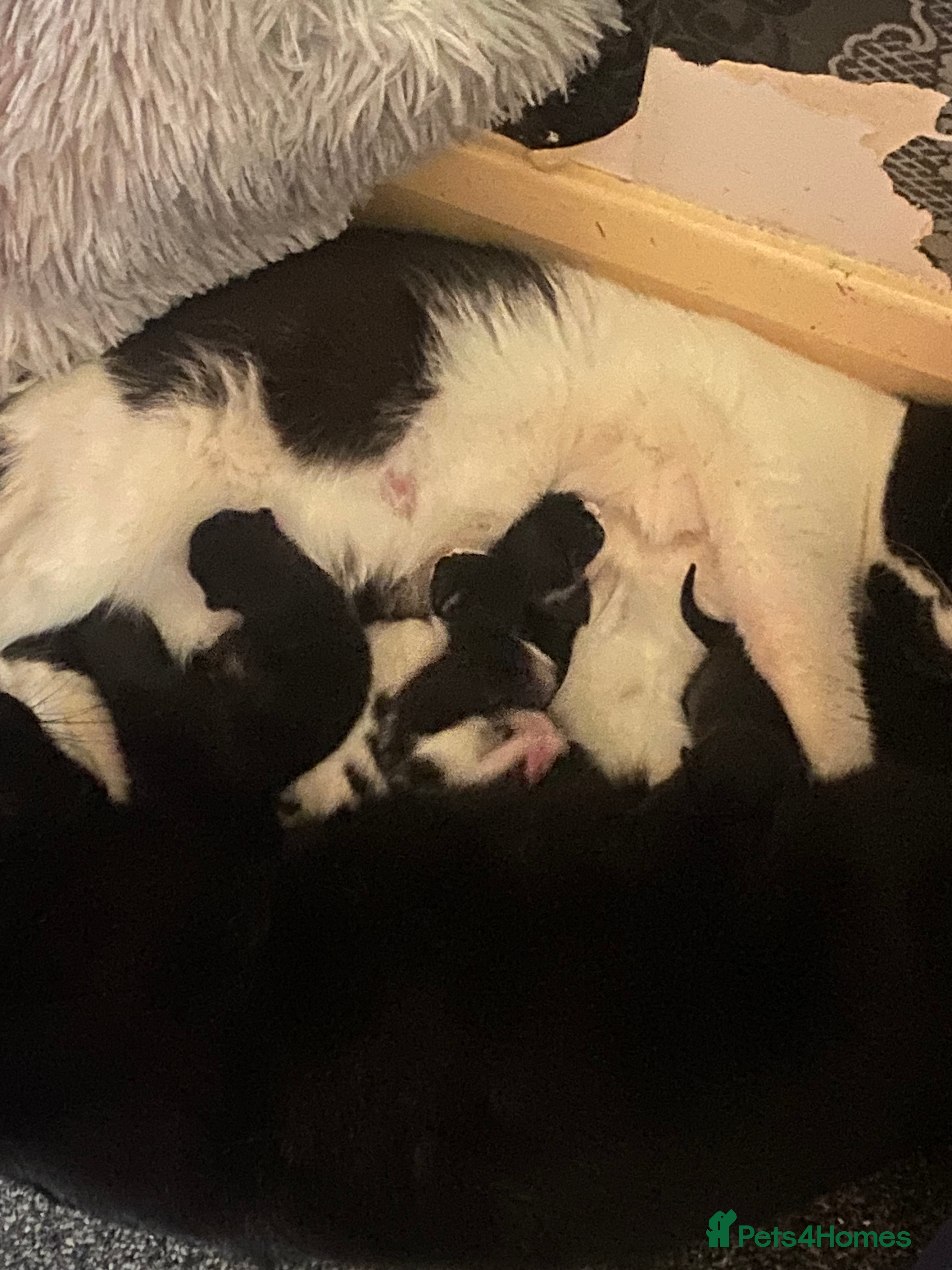 Munchkin cats Half munchin kittens  in Bolton - Advert 1