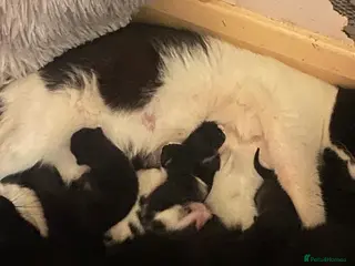 Munchkin cats Half munchin kittens in Bolton - Advert 1