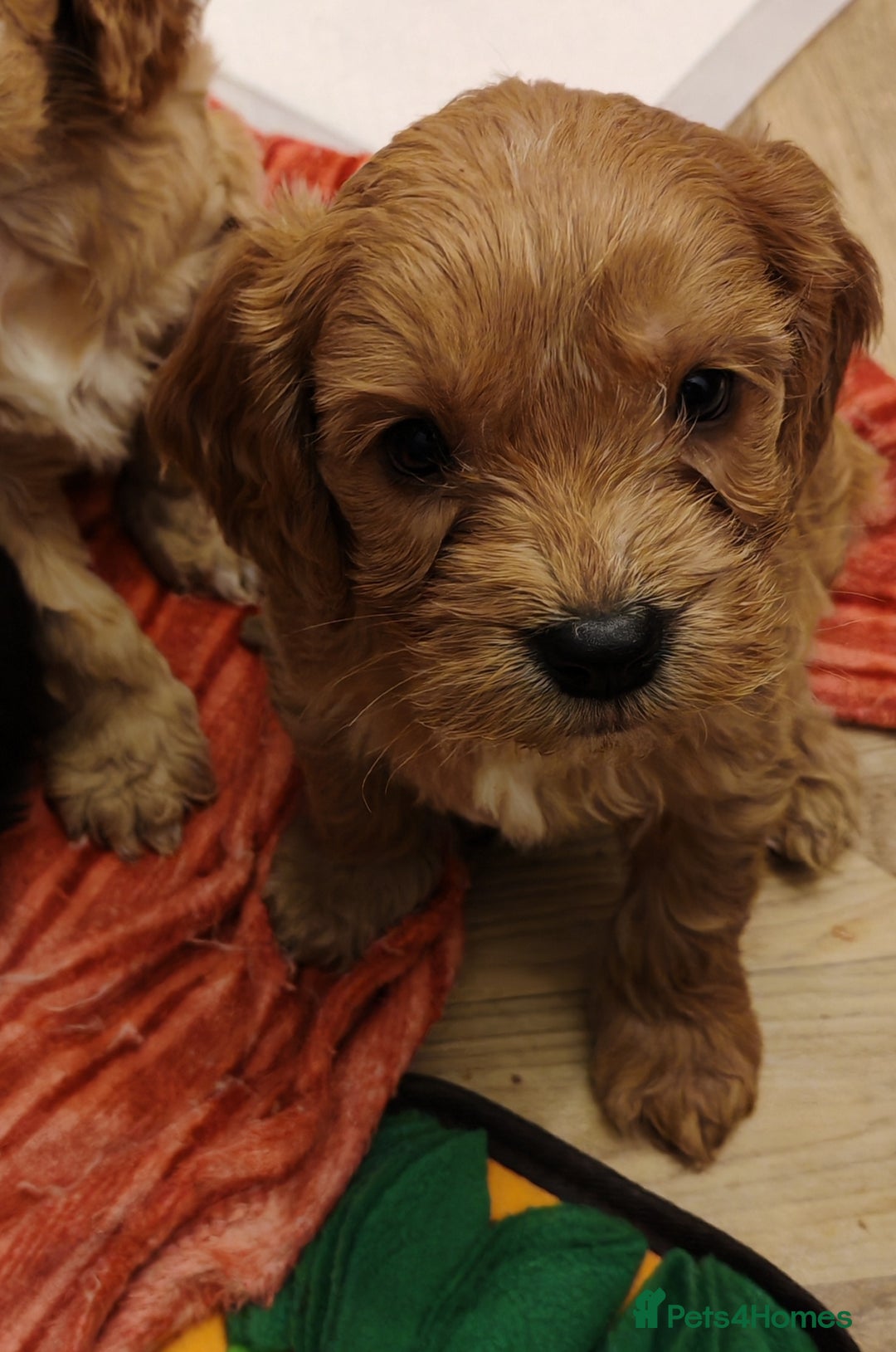Cockapoo dogs for sale: Beautiful Phantom cockerpoo puppies  - Image 9