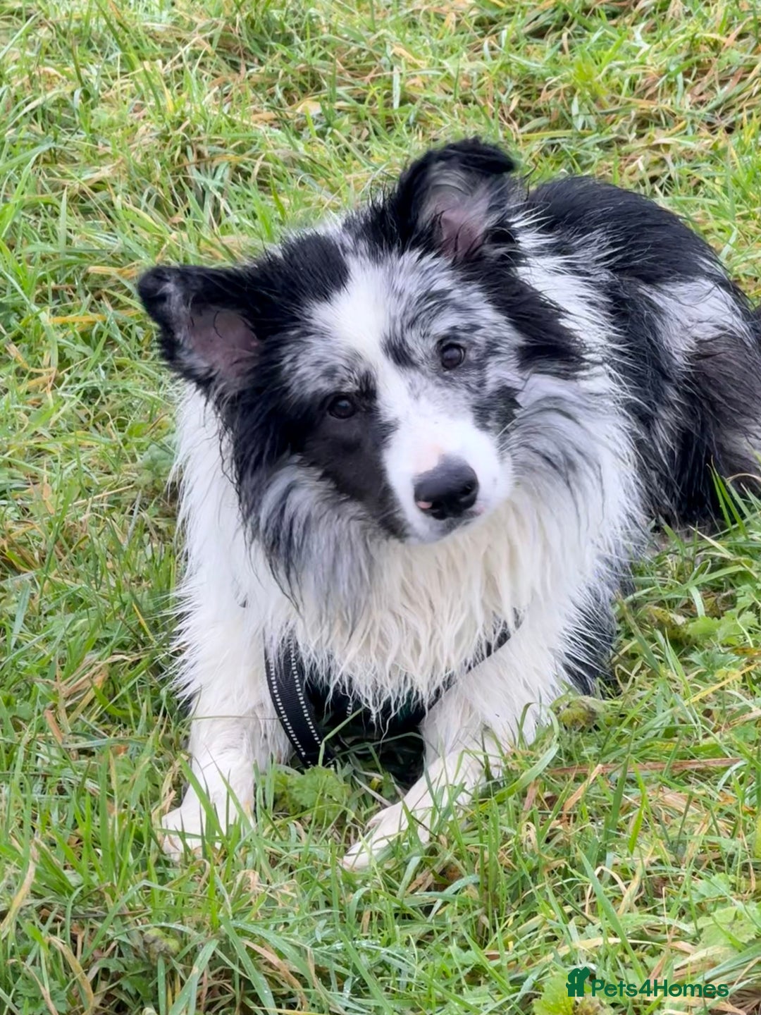 Border Collie dogs for sale: 9 Month old KC Reg, Show Line, Male Border Collie - Advert 11