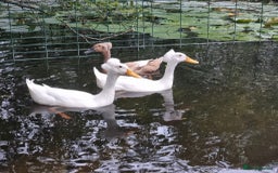 Ducks poultry for sale: 2x Male Runner Ducks (1x Crested) -proven beeeders - Image 1