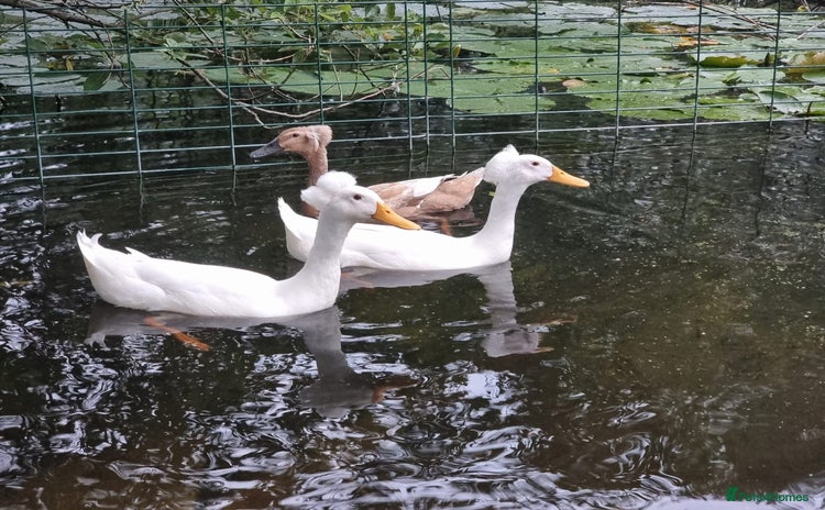 Ducks poultry - Advert 11