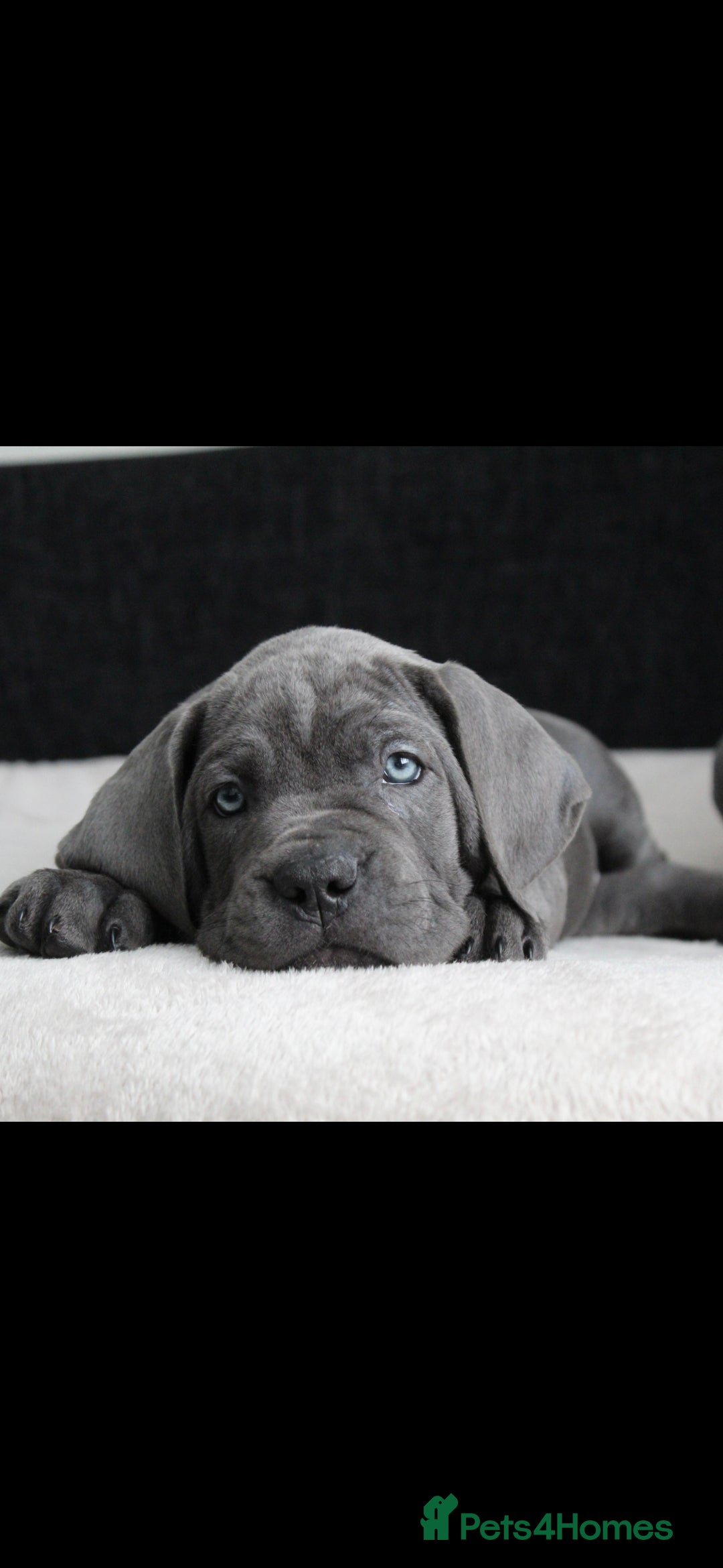 Cane Corso dogs for sale: BEAUTIFUL BLUE CANE CORSO GIRLS - Image 17