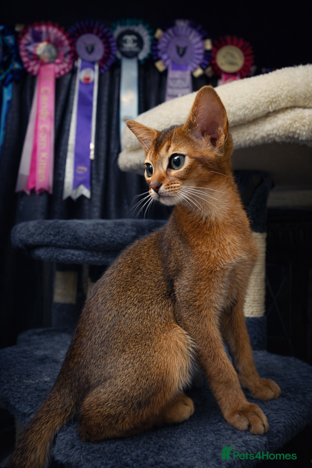 Abyssinian cats 🌟 Show Quality Abyssinian Boy – Ready to go  - Advert 1