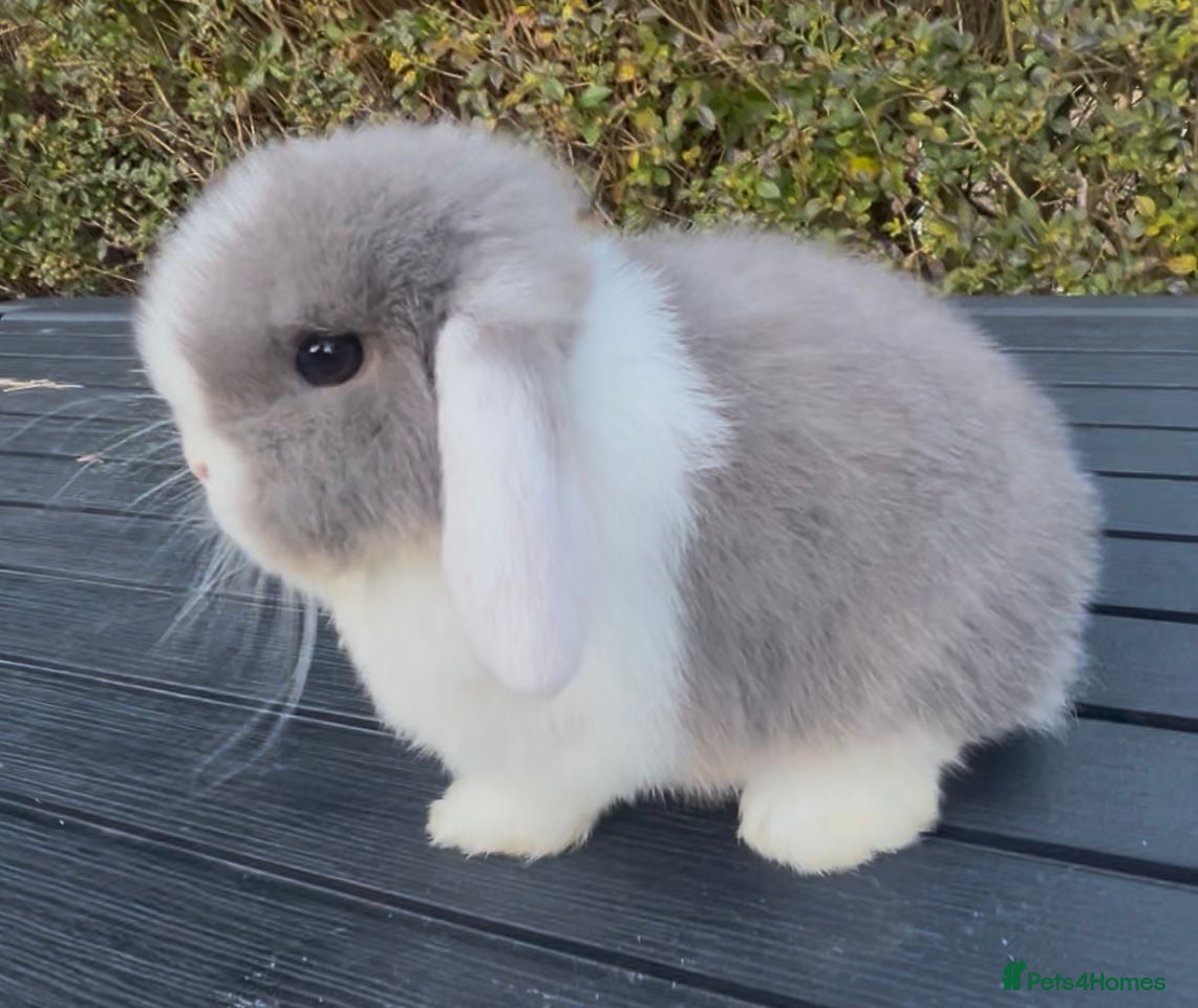 Mini Lop rabbits PEDIGREE MINI LOP BABIES READY TO LEAVE NOW  - Advert 5