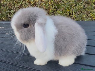 Mini Lop rabbits PEDIGREE MINI LOP BABIES READY TO LEAVE NOW - Advert 5
