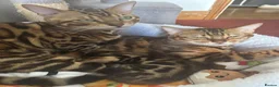 Bengal cats for sale: Baby pure bengal male  - Advert 15