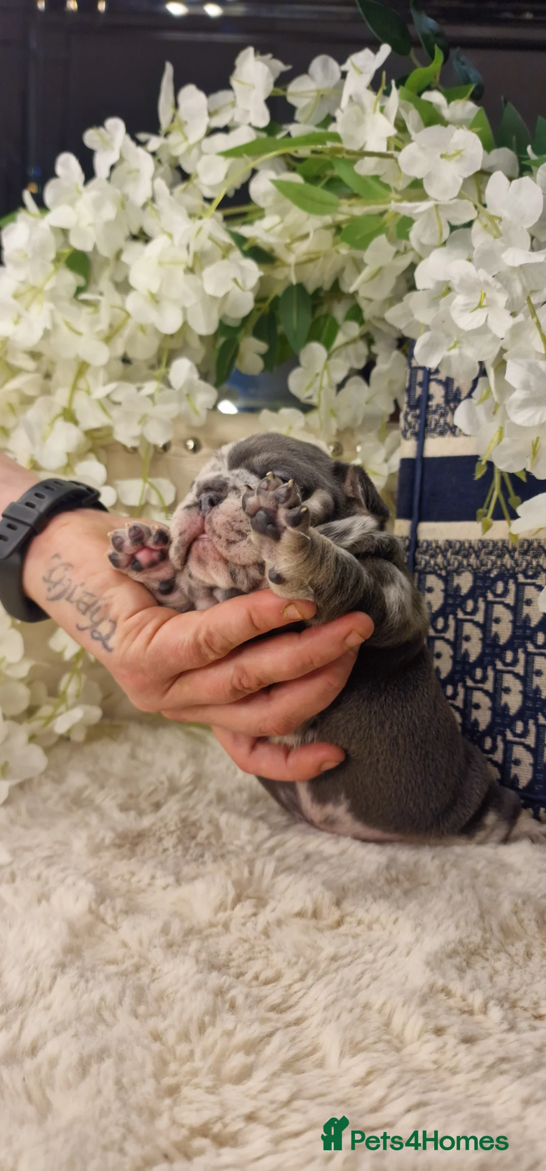 French Bulldog dogs for sale: 💥👀 NEW SHADE ISABELLA, MERLE TRI LILAC   - Advert 34