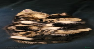 Bengal cats - Advert 1