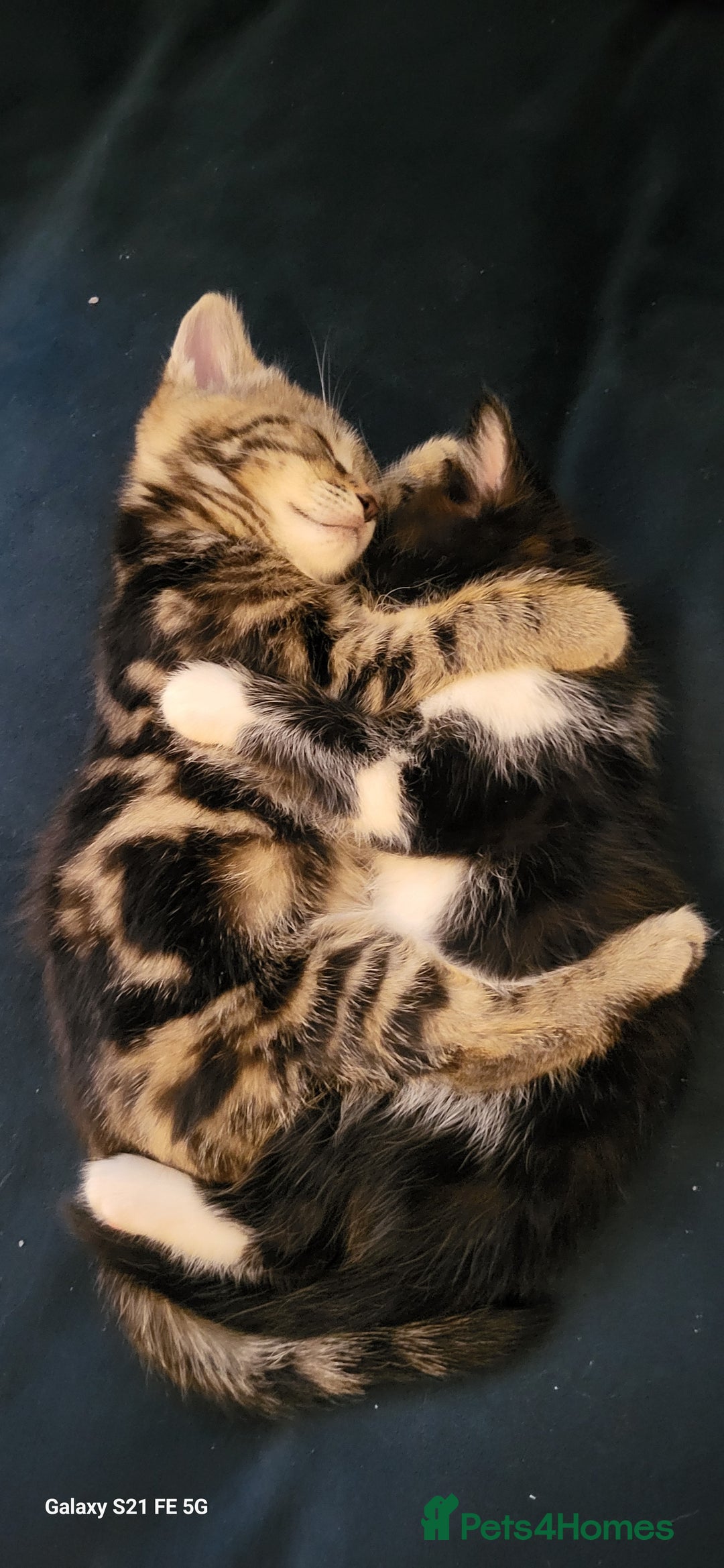 Bengal cats for sale: Half Bengal kittens  - Image 3
