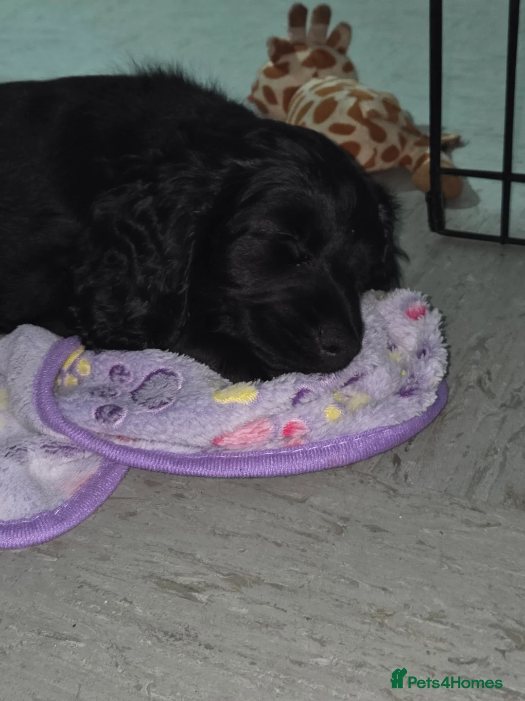 Cockapoo dogs for sale: **READY TO GO**LAST 2 LEFT **Cockerpoo Puppies F2 - Advert 2