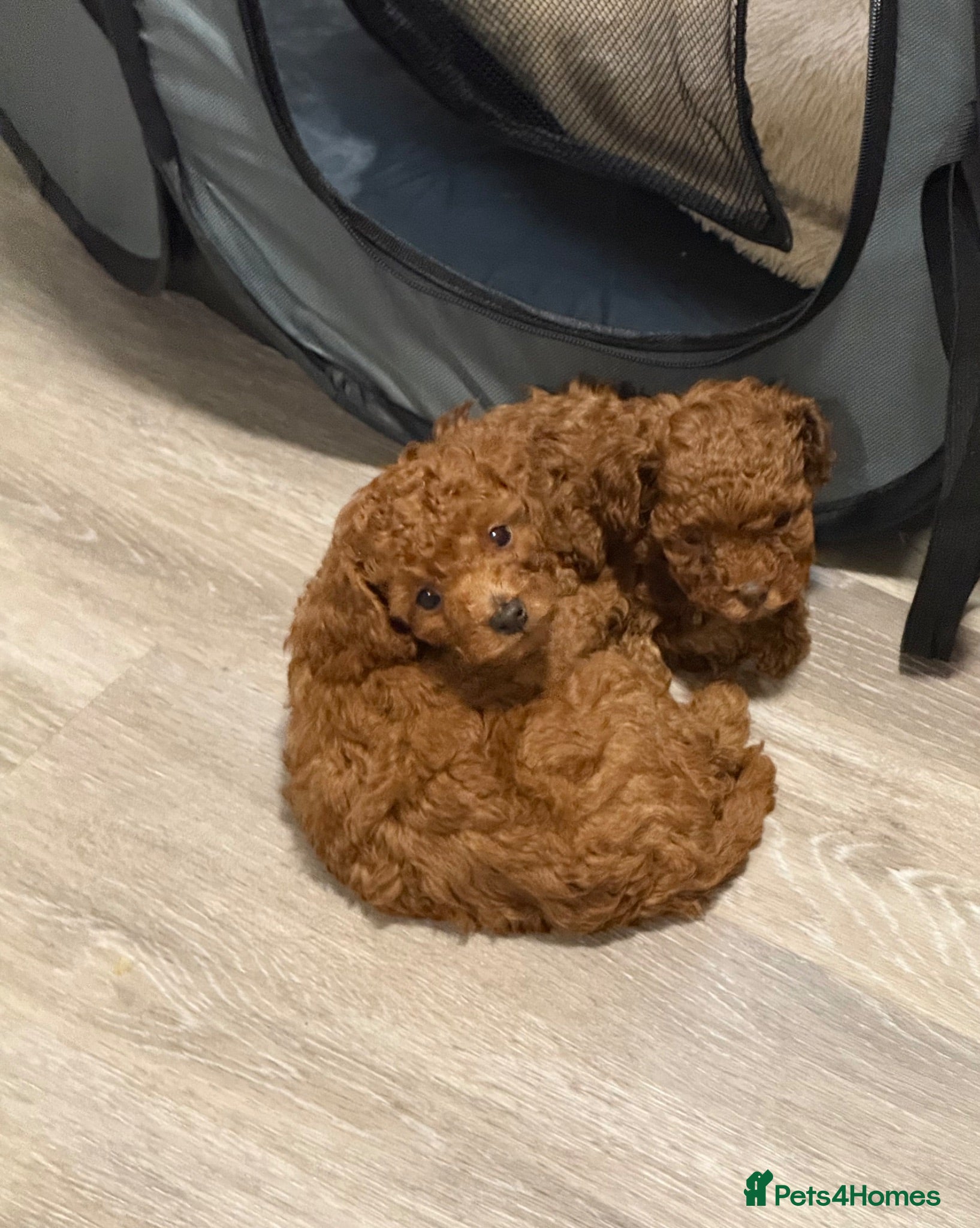 Toy Poodle dogs Beautiful KC reg Asian Toy Poodle Puppies - Advert 2