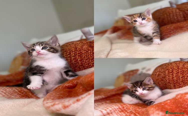 Mixed Breed cats - Advert 12
