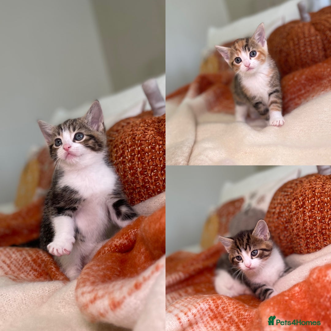Mixed Breed cats for sale: Stunning kittens 8 weeks old ready now  - Image 1
