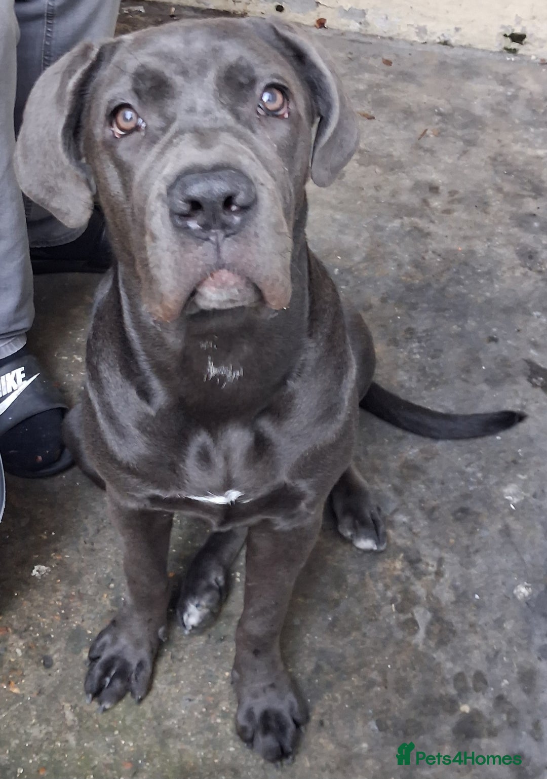 Cane Corso dogs for sale: 5month old blue female pup - Advert 5