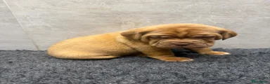 Dogue De Bordeaux Puppy 4