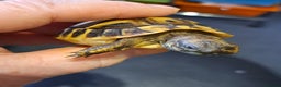 Hermann Tortoise reptiles for sale: Hatchling Hermann Tortoises - Advert 2