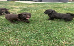 Cockapoo dogs for sale: Stunning F1b petite Cockerpoos.  - Image 5