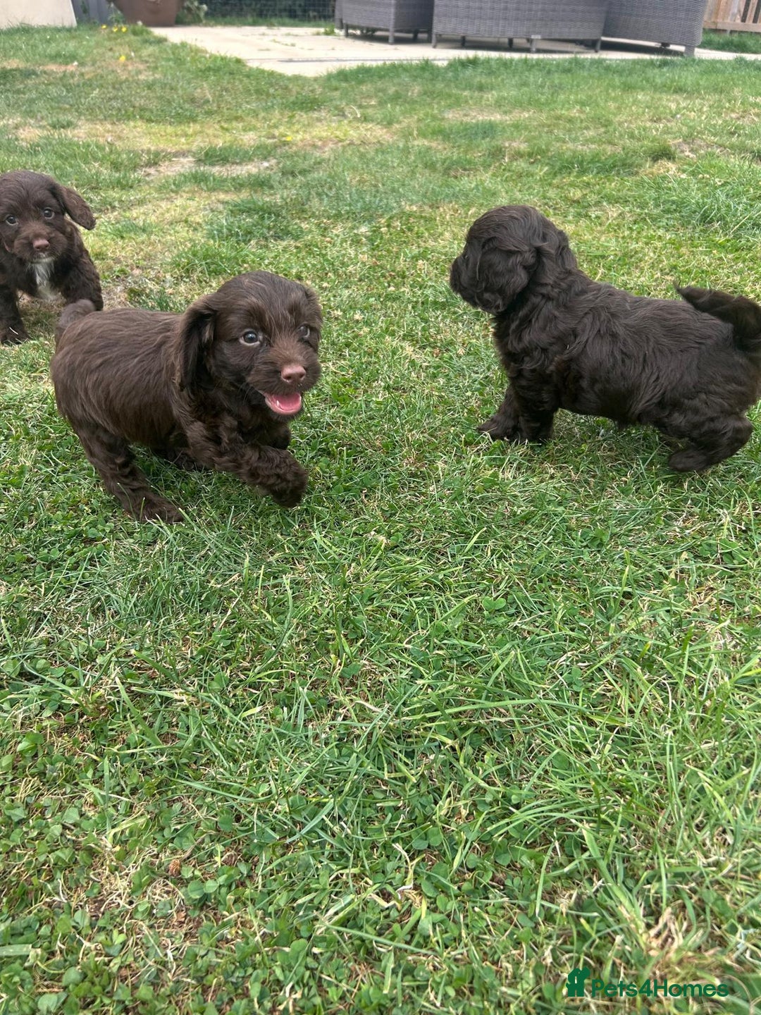 Cockapoo dogs for sale: Stunning F1b petite Cockerpoos.  - Image 5