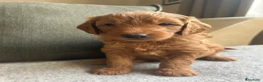 Orange collar boy 