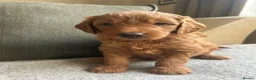 Mini Goldendoodle dogs for sale: F1 Mini Goldendoodle Puppies- ONE REMAINING   - Advert 17