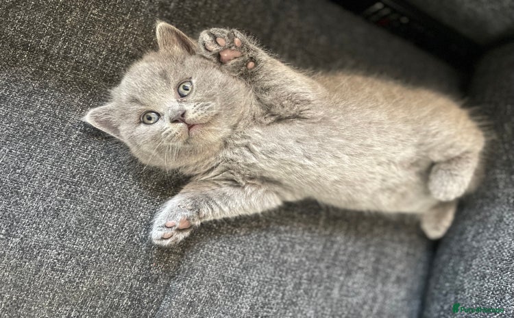 British Shorthair cats - Advert 5