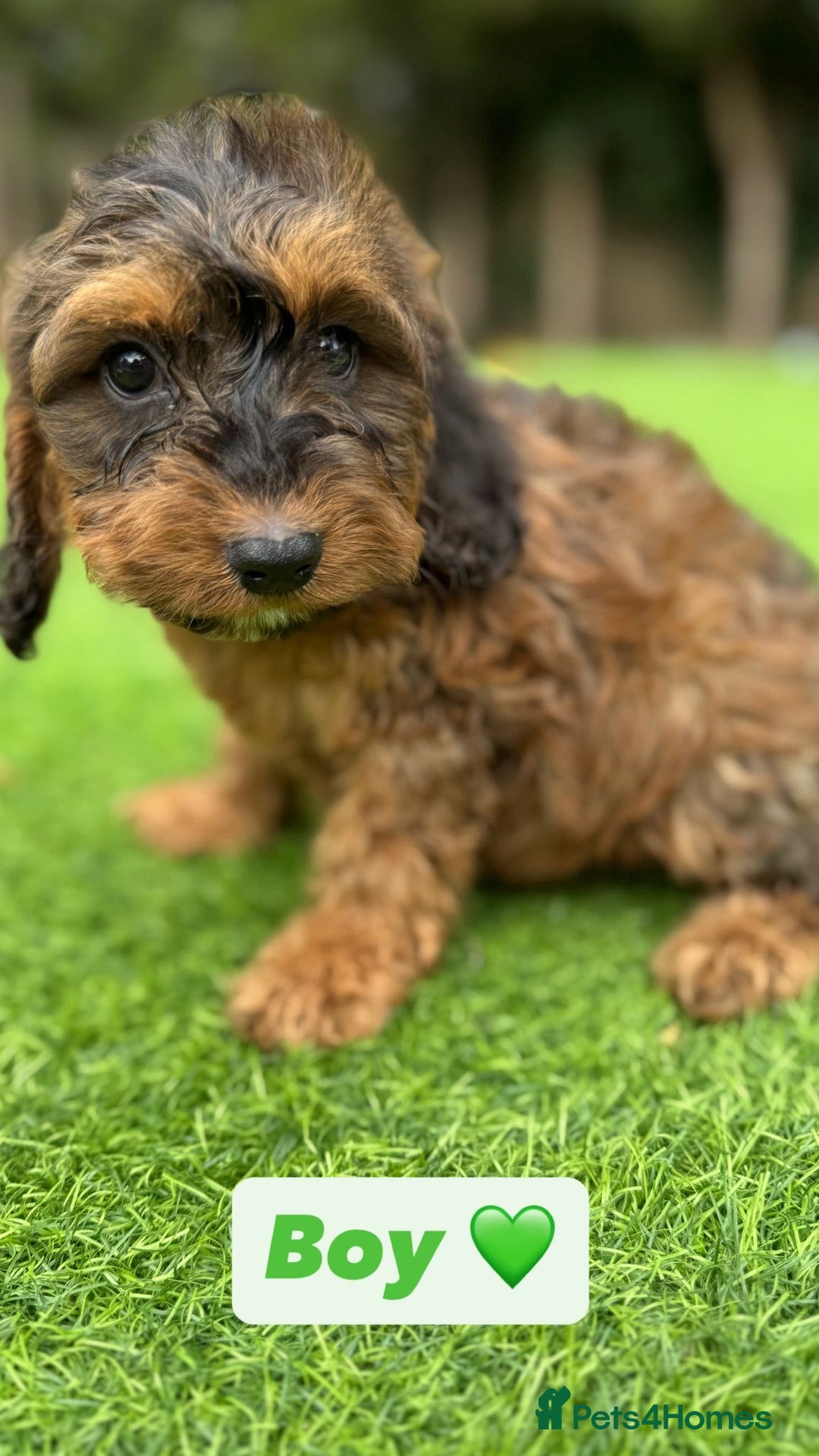 Cockapoo dogs for sale: 1 female cockapoo puppy available 🐶  - Image 8