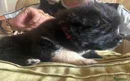 Akita dogs for sale:  ⭐ READY NOW adorable chunky A/AKITAS - Image 16