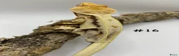 Gecko reptiles for sale: NEW Adult + Juvenile Crested Geckos + Lilly Whites - Advert 31