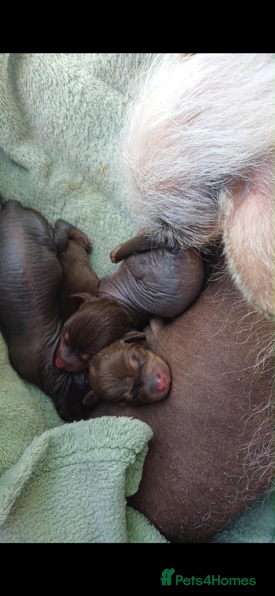 Mixed Breed dogs Beautiful little crestdoxies!  - Advert 1