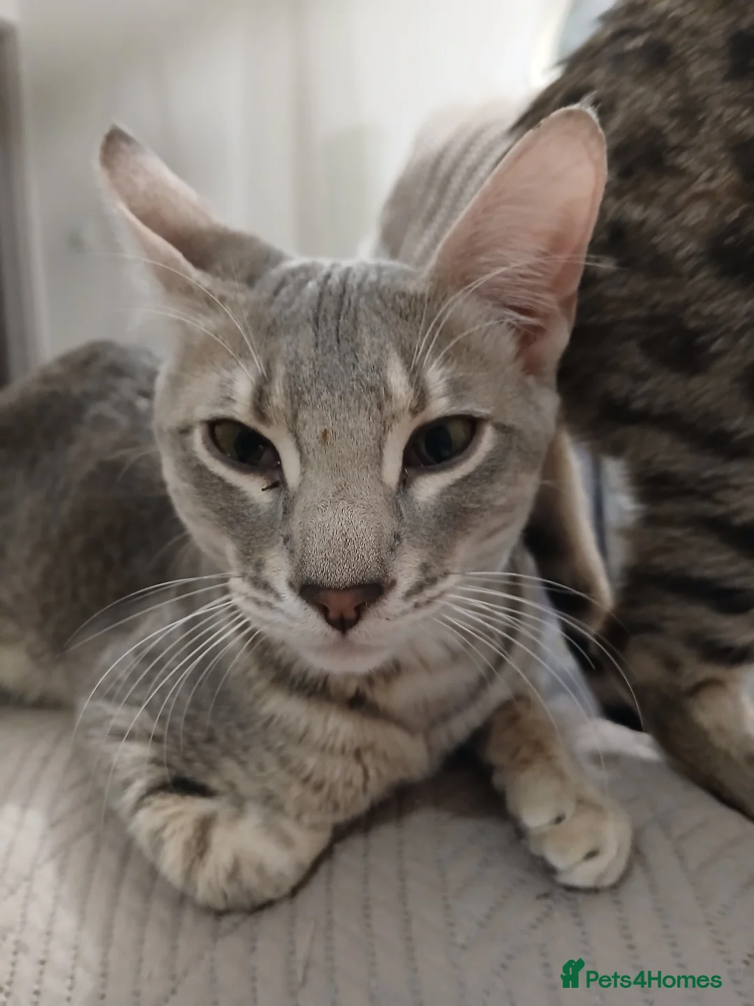 Bengal cats for sale: 3/4 Bengal Kittens | BLUE | DOB 25 Dec - Advert 4