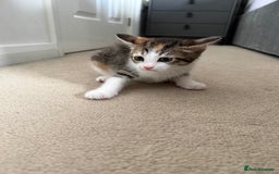 European cats for sale: Kittens - Image 3