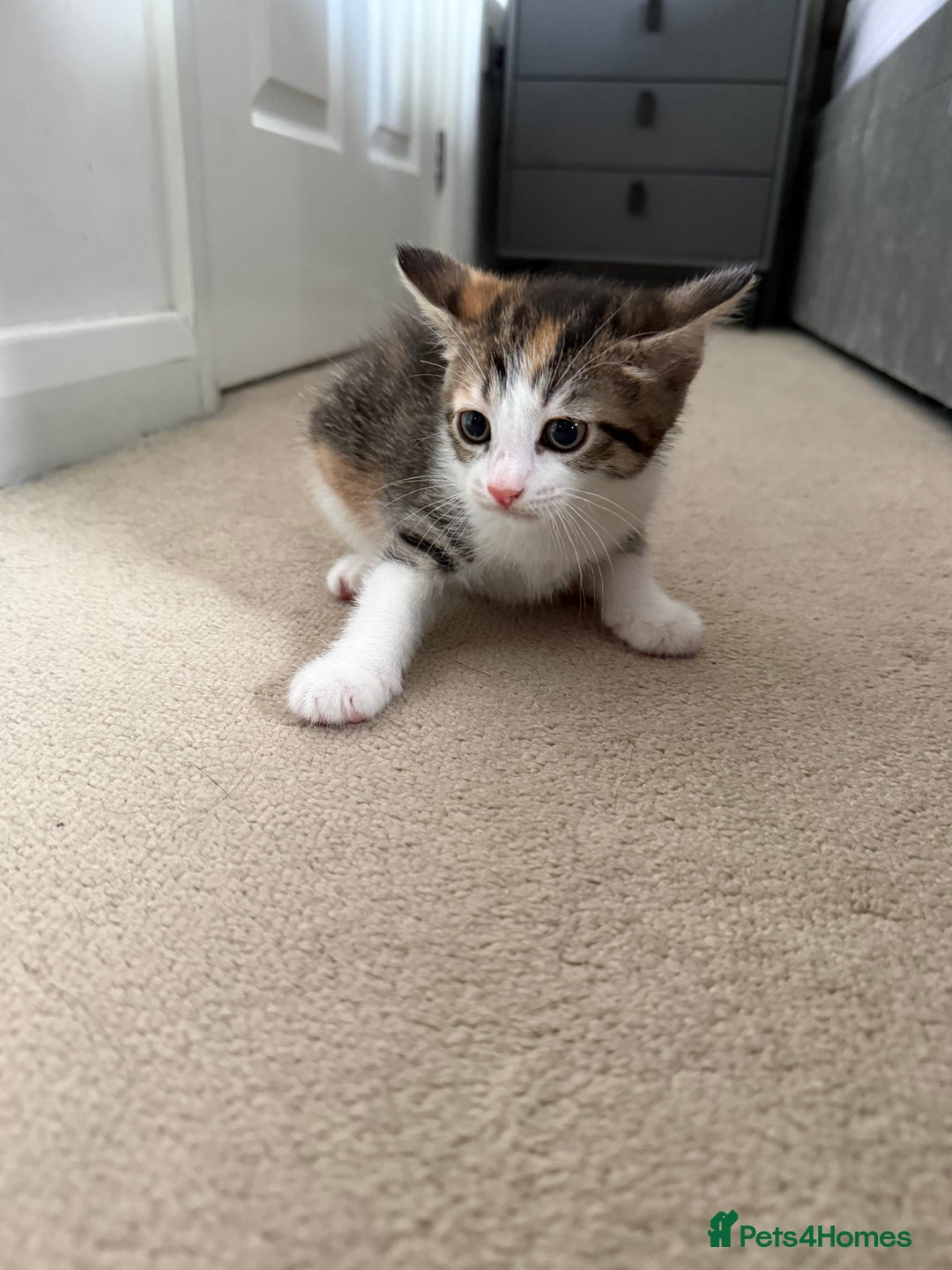 European cats for sale: Kittens - Image 3