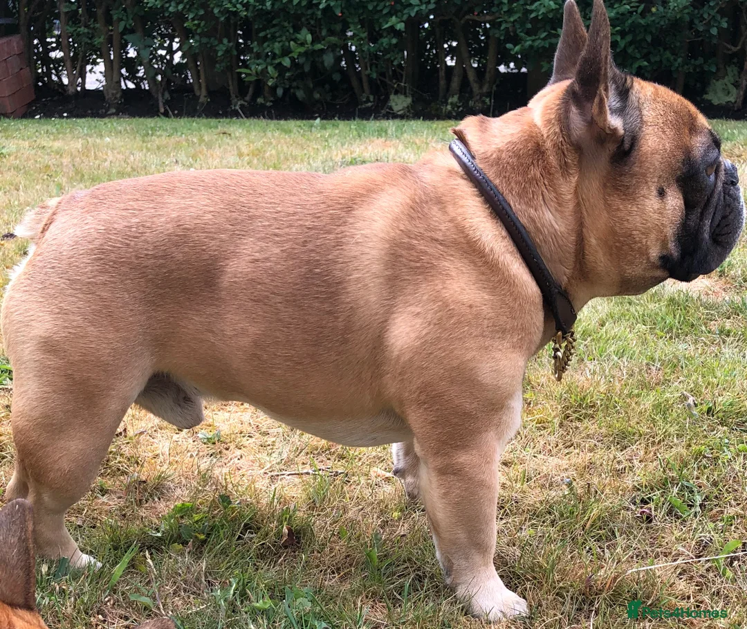 French Bulldog dogs for stud: Henri show winning red fawn stud  - Advert 13