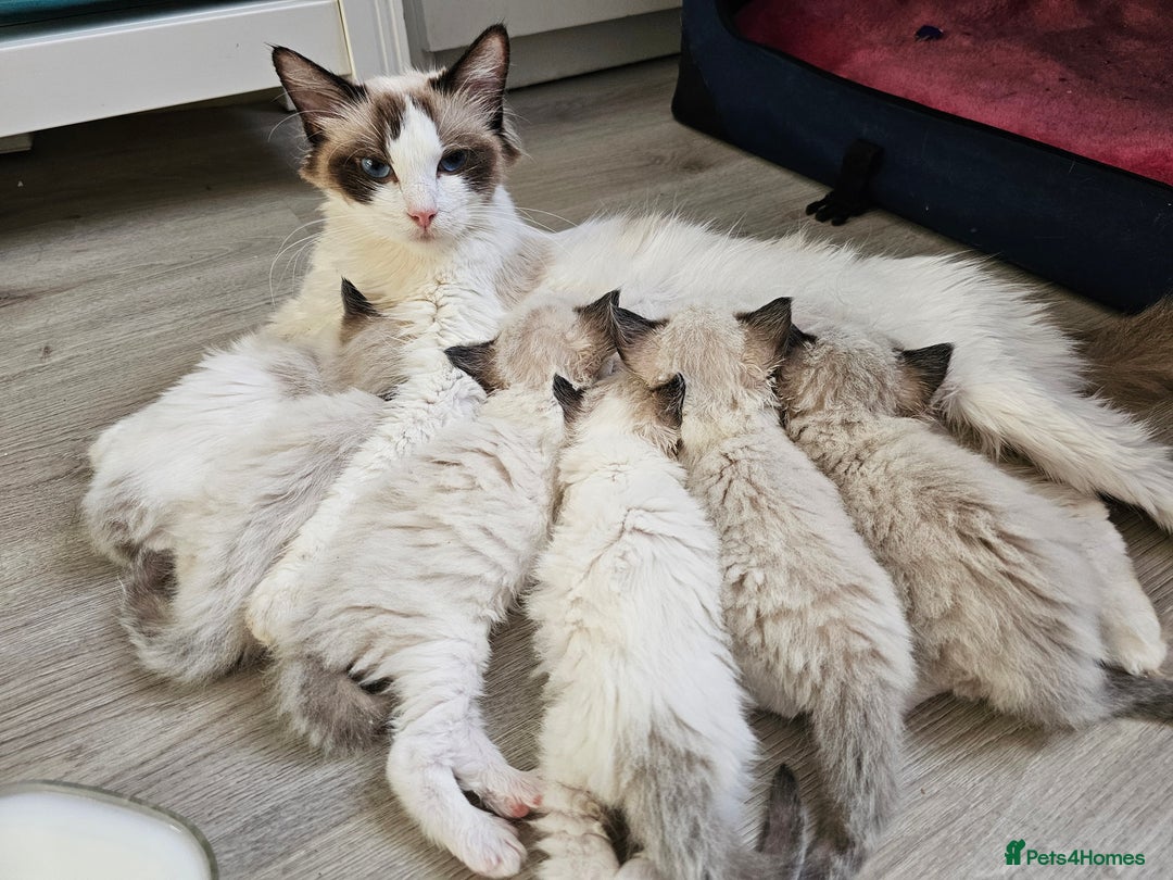 Ragdoll cats for sale:  RAGDOLLS KITTENS🐱😻 1 Boy bicolour available 😻 - Image 9