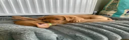 Labrador Retriever dogs for sale: Adorable KC Labrador puppies 🐾 - Advert 16