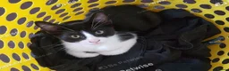 Mixed Breed cats for sale: Sweet male kitten looking for a loving home. - Advert 7