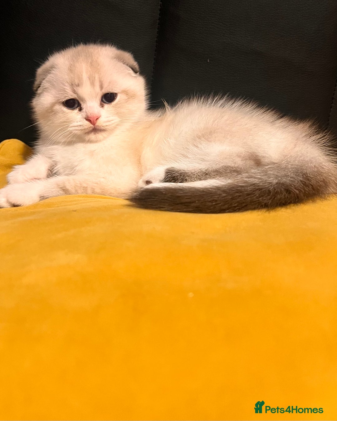 Scottish Fold cats for sale: Scottish - Advert 8