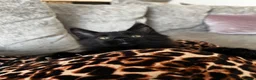 Maine Coon cats for sale: Mulberry’s marvellous creations ❤️ in Lowestoft - Advert 36