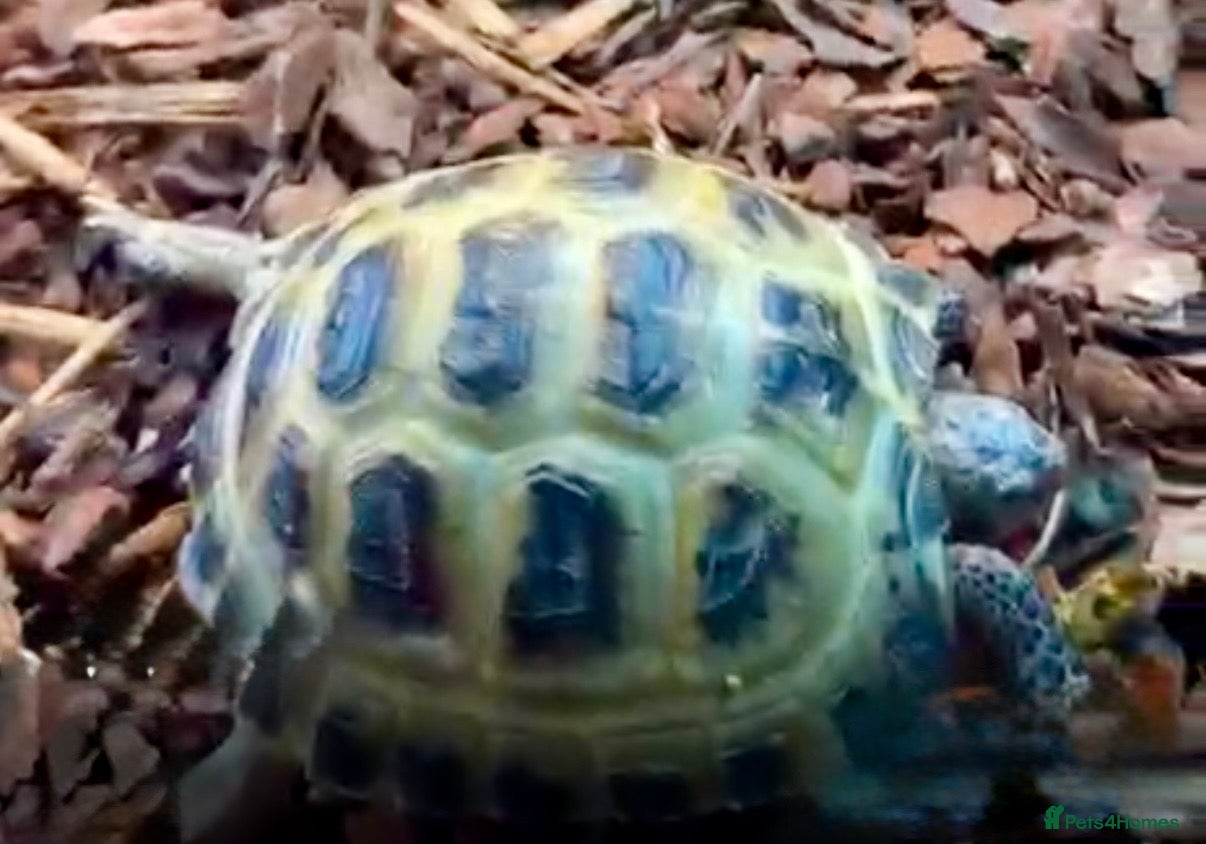 Hermann Tortoise reptiles Hermann’s Tortoise CB juvenile  - Advert 1