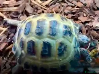 Hermann Tortoise reptiles Horsefield Tortoise CB juvenile - Advert 2