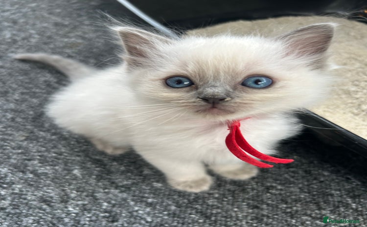 Ragdoll cats - Advert 4