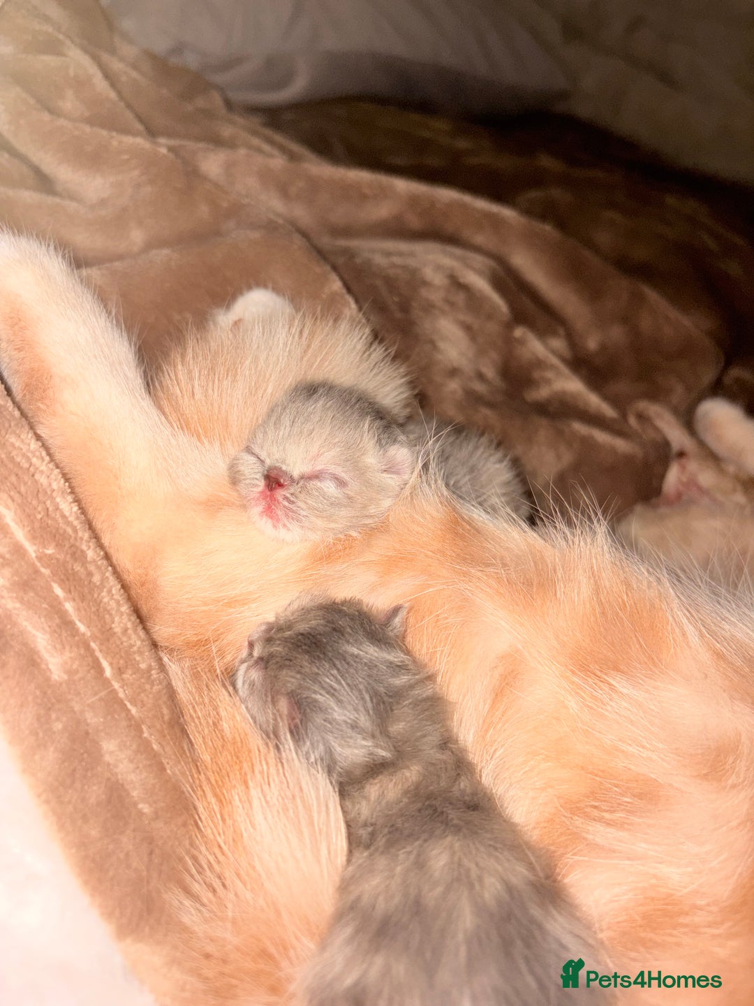 Persian cats for sale: Persian Kittens  - Image 4